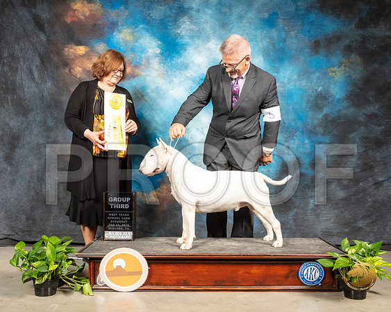 Bull Terrier #5 Sun G3 Judge Elizabeth Muthard_SSR_2627-Midland19-HR3