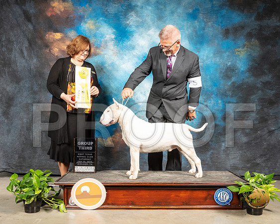 Bull Terrier #5 Sun G3 Judge Elizabeth Muthard_SSR_2628-Midland19-HR3
