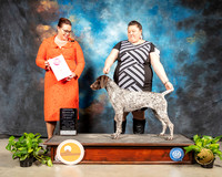 German Shorthaired Pointer #8 Sun OHG1 Judge Sioux Forsyth Green