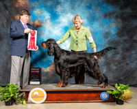 Gordon Setter #7 Sun G2 Judge Charles Olvis