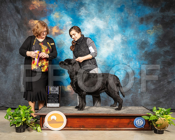 Labrador Retriever #22 Sun BOB Maj Judge Elizabeth Muthard_SSR_2634-Midland19-HR3