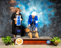 Norwich Terrier #5 Sun Judge Elizabeth Muthard