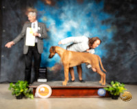 Rhodesian Ridgeback #15 Sun G3 Judge Jon R Cole