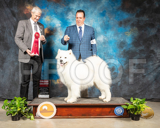 Samoyed #5 Sun G2 Judge Jon R Cole_SSR_2593-Midland19-HR3