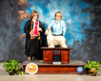 Chinese Crested #8 Sun G2 Judge Elizabeth Muthard