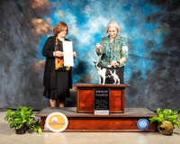 Chihuahua #5 Sun G4 Judge Elizabeth Muthard