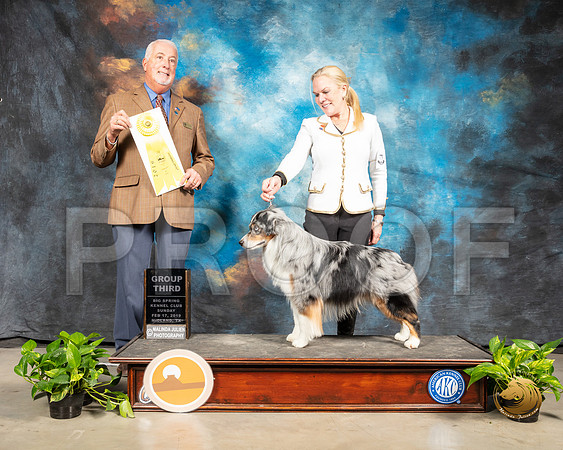 Miniature American Shepherd #5 Sun G3 Judge Dr Steve Keating_SSR_2690-Midland19-HR3