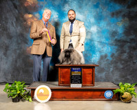 Pekingese #5 Sun BOB Judge Dr Steve Keating