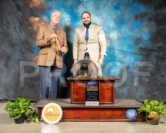 Pekingese #5 Sun BOB Judge Dr Steve Keating_SSR_2679-Midland19-HR3