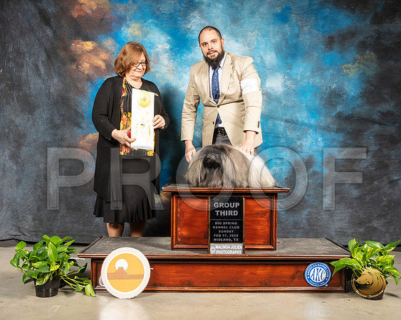 Pekingese #5 Sun G4 Judge Elizabeth Muthard_SSR_2668-Midland19-HR3