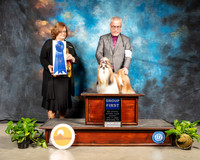 Shih Tzu #9 Sun G1 Judge Elizabeth Muthard