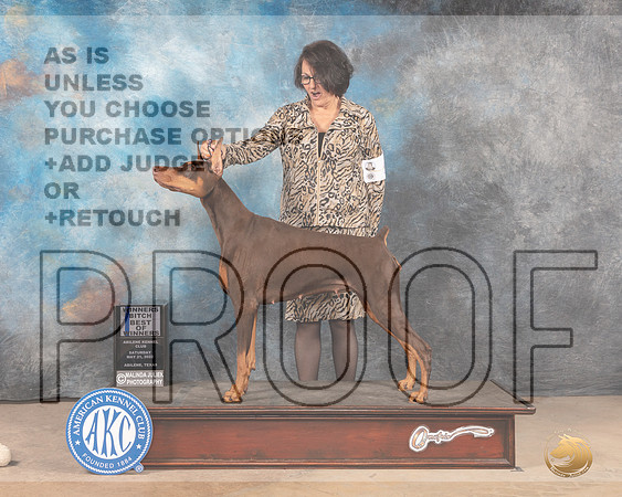 Doberman Pinscher #10 Sat BOWWB Judge Thomas Standfield Jr-MMJ_3843-Abilene2022-HR3