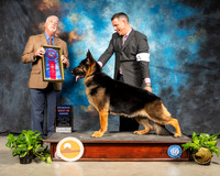 German Shepherd Dog #9 Sun RBIS Judge Dr Steve Keating