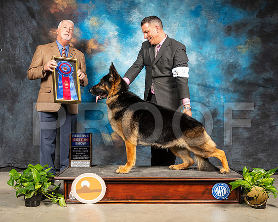 German Shepherd Dog #9 Sun RBIS Judge Dr Steve Keating_SSR_2710-Midland19-HR3