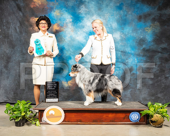 Miniature American Shepherd Sun OHBIS Judge Linda Clark_SSR_2695-Midland19-HR3
