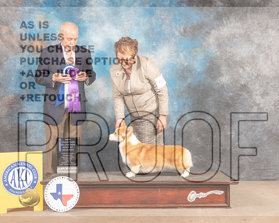 Pembroke Welsh Corgi #40 Fri BOW Judge David Guempel-MMJ_7618-FW2022-HR3
