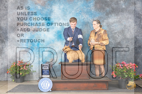 Norwich Terrier #33 Fri SD Judge Elizabeth ‘Beth’ Sweigart__JP_4111_San Antonio_2024_HR3