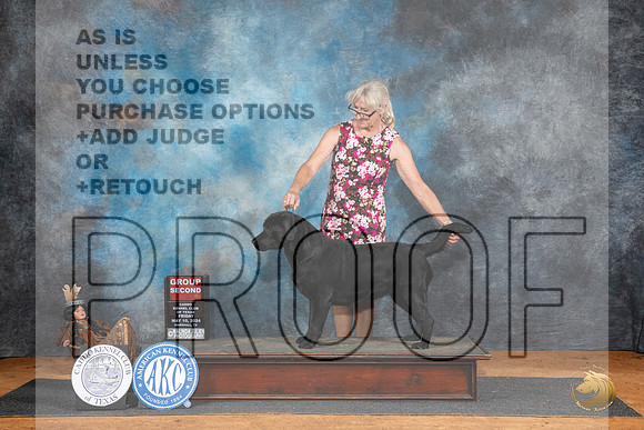Labrador Retriever #14 Fri G2 Judge Suzanne Dillin__JP_7280_MARSHALL_2024_HR3