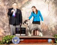 Schnauzer Stanard Sun #7 Sun WD