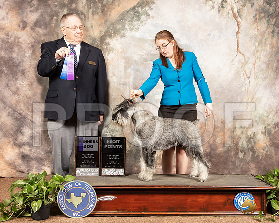 Schnauzer Stanard Sun #7 Sun WDSSR_1183e1-TXRKNA2019-HR3