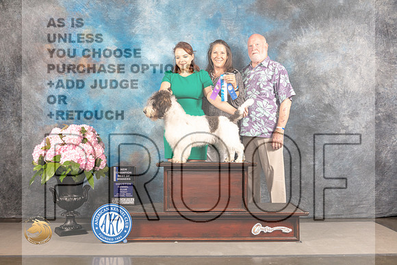 PBGV #15 FRI BOW NCH Judge?_MJ_5466_Houston_2022_HR3