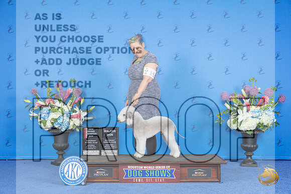 Bedlington Terrier #15 SAT BOS NGC M Judge Ann Yuhasz__JP_0004_Houston_2024_HR3