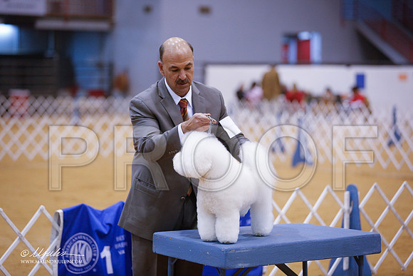 Bichon-4203-GRJan14-HR