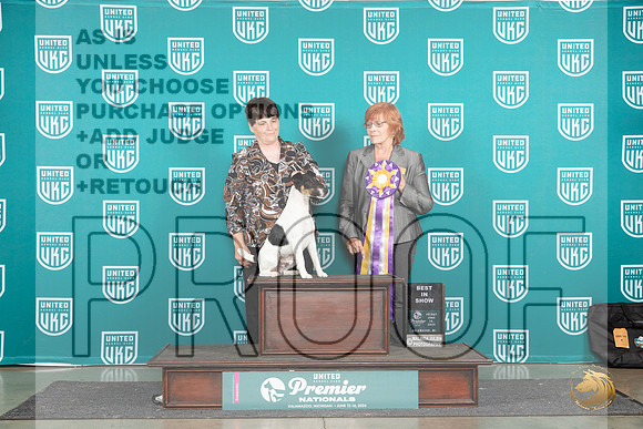 Smooth Fox Terrier # Judge Sharonn Griffin__JP_1938_Premier_2024_HR3