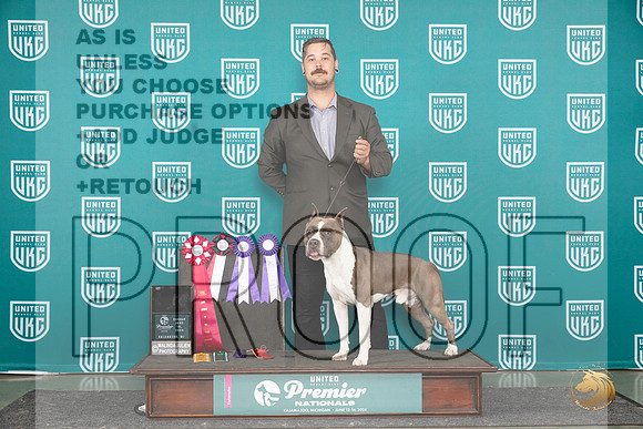 American Pit Bull Terrier #206 Card__JP_3340_Premier_2024_HR3