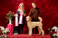 Poodle Standard Sat S1 New GrCh Sherry Stone RESHOOT
