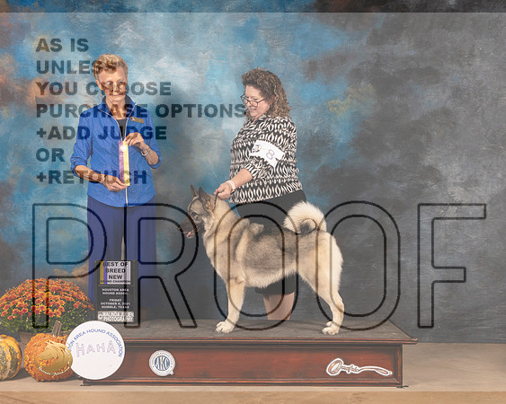 Norwegian Elkhound #8 Fri BOB Judge Joanne Buehler-MMJ_3090-Humble2021