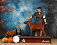 Redbone Coonhound #6 Fri BOB Judge Anne Gallant