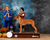 Rhodesian Ridgeback #15 Fri BOB Judge Joanne Buehler
