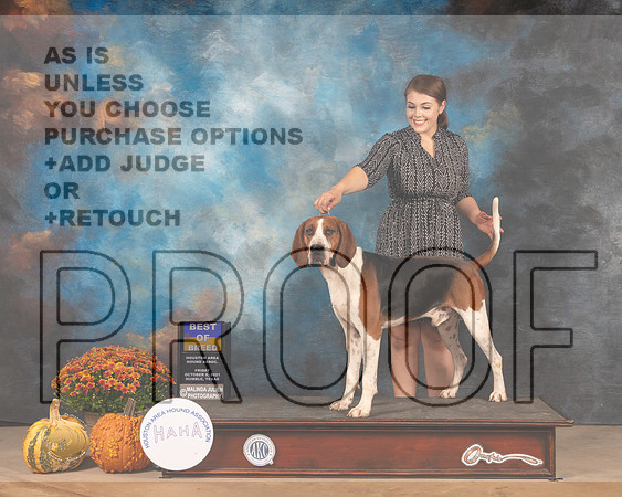 Treeing Walker Coonhound #5 Fri BOB Judge Joanne Buehler-MMJ_3028-Humble2021