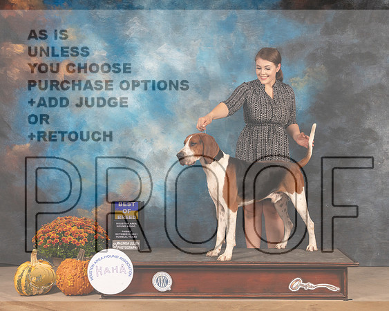 Treeing Walker Coonhound #5 Fri BOB Judge Joanne Buehler-MMJ_3031-Humble2021