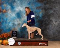 Whippet #30 Fri BOW Judge John Booth