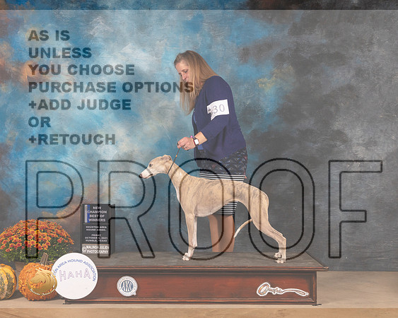 Whippet #30 Fri BOW Judge John Booth-MMJ_3055-Humble2021