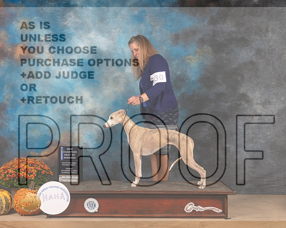 Whippet #30 Fri BOW Judge John Booth-MMJ_3057-Humble2021
