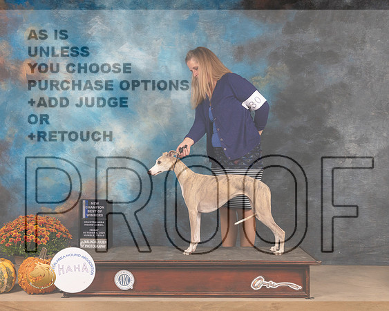 Whippet #30 Fri BOW Judge John Booth-MMJ_3058-Humble2021