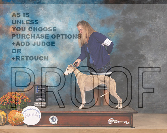 Whippet #30 Fri BOW Judge John Booth-MMJ_3060-Humble2021