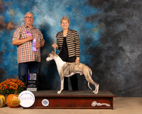 Whippet #5 Fri WD Judge John Booth