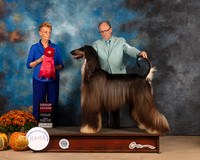 Afghan Hound #11 Fri G2 Judge Joanne Buehler