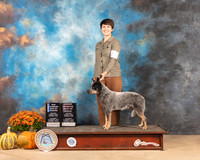 Australian Cattle Dog #17 Sat BOWOHBOB Judge Dale Meyer