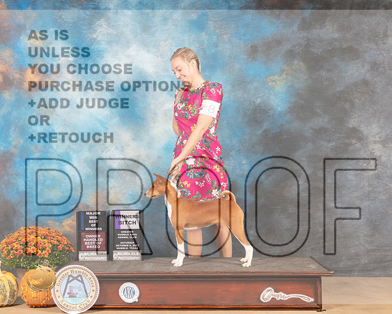 Basenji #8 BOW Judge Steven Herman-MMJ_3235-Humble2021