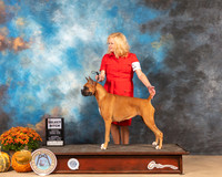 Boxer #16 Sat SB Judge Jay Richardson