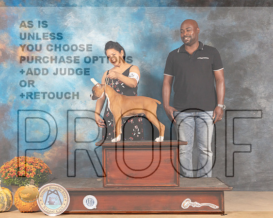 Boxer Sat Perry Brown-MMJ_3251-Humble2021
