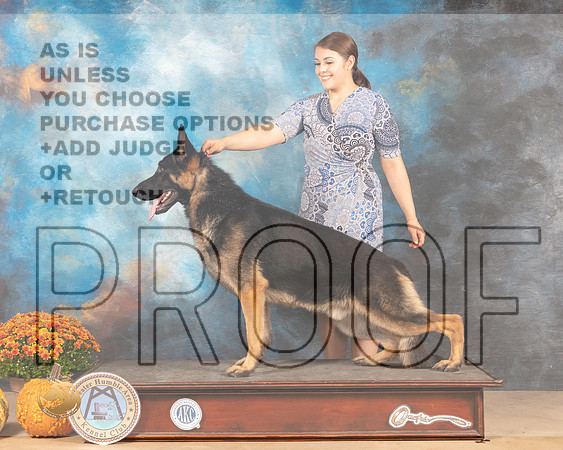 German Shepherd Dog Sunshine-MMJ_3388-Humble2021