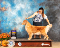 Golden Retriever #8 Sat BOB  Judge Mary Napper