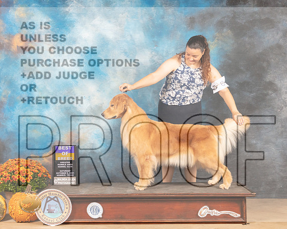 Golden Retriever #8 Sat BOB  Judge Mary Napper-MMJ_3352-Humble2021