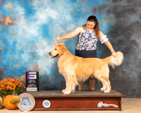 Golden Retriever #9 Sat WD  Judge Mary Napper